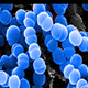 Blue spherical bacteria, grouped in chains, are shown against a dark background in this microscopic image. The bacteria appear smooth and closely packed together.