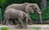 elephantwebcam
