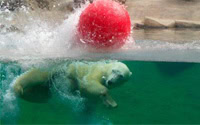 polarbearwebcam