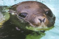sealwebcam